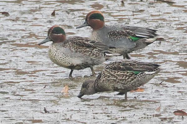 コガモ　2025.12.20