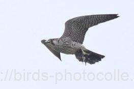 ハヤブサ　2025.10.22