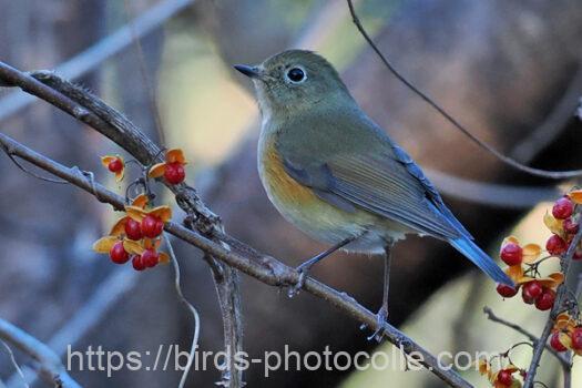 ルリビタキ230103