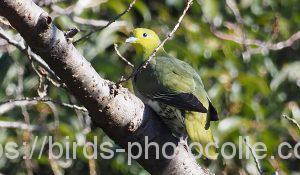 勅使池のアオバト180114