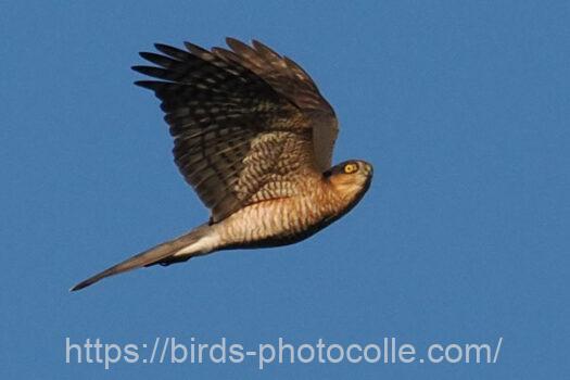 ハイタカ　2023.10.30