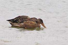 ハシビロガモ　2025.10.10