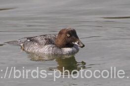 ホオジロガモ　2025.12.23