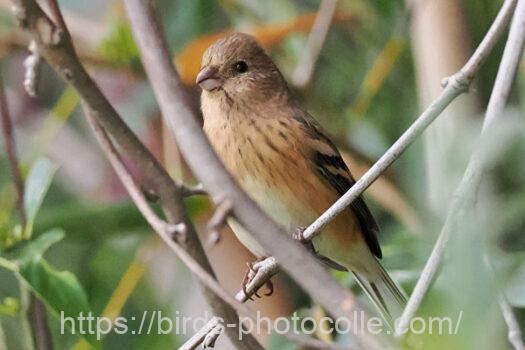 ベニマシコ　2023.11.09