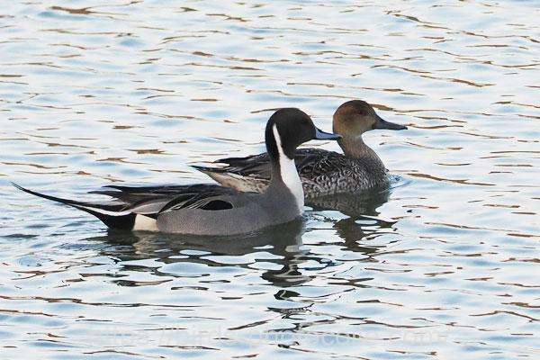 オナガガモ　2026.01.30