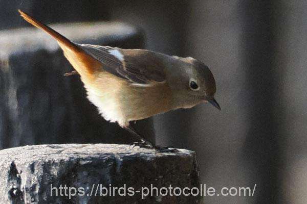 ジョウビタキ♀　2026.01.15