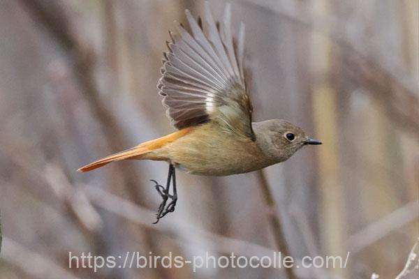 ジョウビタキ 2026.03.23