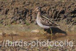 1羽観察　タシギ　2026.02.17