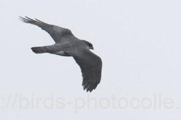 オオタカ 2025.02.18