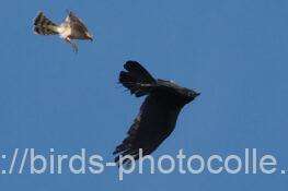 ハイタカVSカラス　2025.11.24