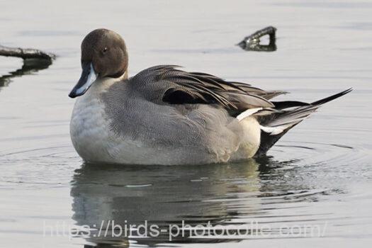 過去一の少なさオナガガモ　2024.12.31