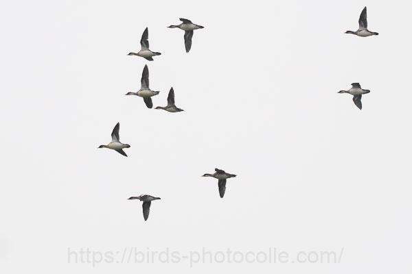 10羽飛来ミコアイサ 2025.11.09