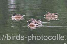 ハシビロガモ　2025.10.24