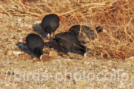 オオバン　2025.12.19