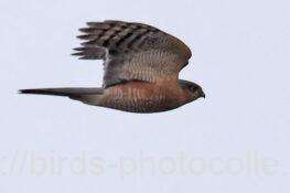 ハイタカ　2026.01.07