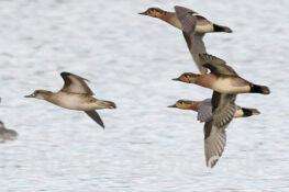 離水後トモエガモ　2025.12.04