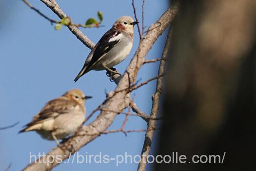 コムクドリ230423-1
