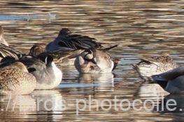 トモエガモ　2026.02.09