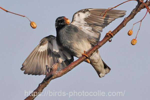 ムクドリ 2026.02.24