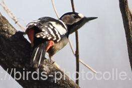 アカゲラ　2026.01.19