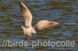 ユリカモメ　2025.11.20