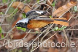 ジョウビタキ♂ 2025.03.13