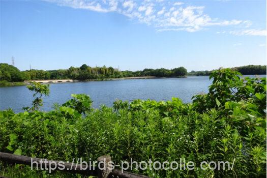 超・静かな勅使池