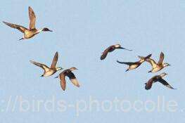 トモエガモ（左端はオナガガモ）　2026.02.02