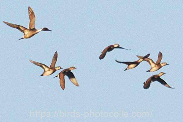 トモエガモ（左端はオナガガモ）　2026.02.02