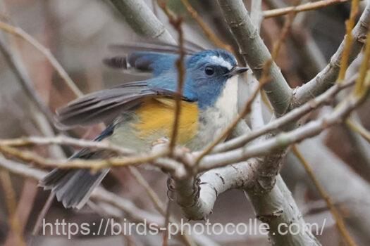 ルリビタキ　2024.01.11