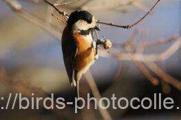 ヤマガラ　2026.01.22