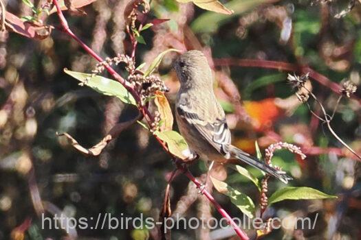 ベニマシコ221105-2