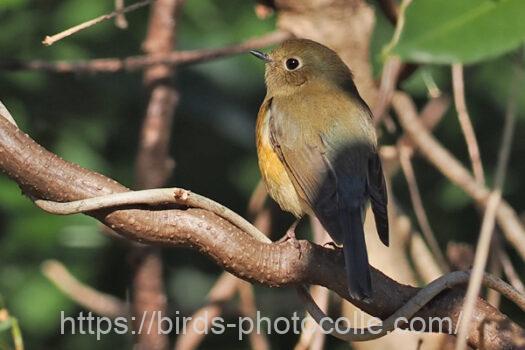 ルリビタキ221228