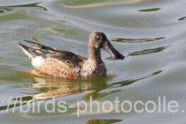 ハシビロガモ 2025.11.16