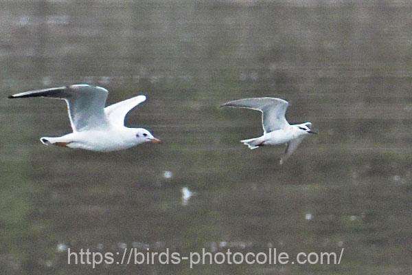 （左）ユリカモメ　（右）クロハラアジサシ