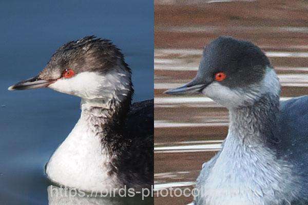 識別（左）ミミカイツブリ　（右）ハジロカイツブリ