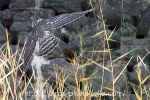 オオタカ幼鳥?2025.12.10
