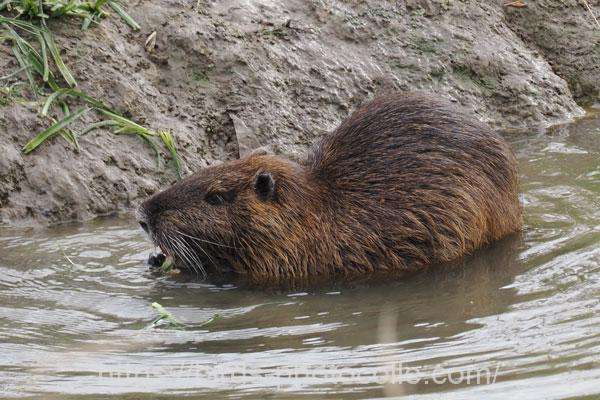 豊明市勅使池のヌートリア 2025.12.11