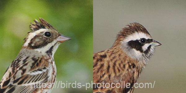 カシラダカとホオジロの違い 顔