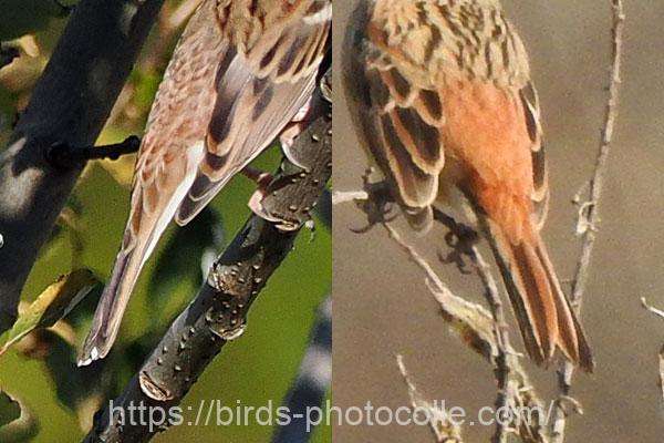 カシラダカとホオジロの違い 腰