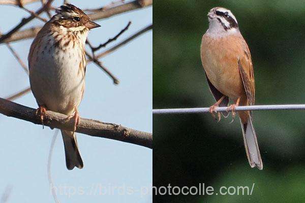 カシラダカとホオジロの違い 腹