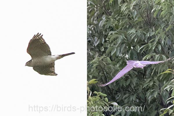 勅使池の猛禽類