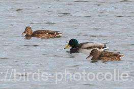 マガモ　2025.11.11