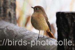 ジョウビタキ　2025.11.03