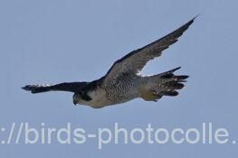 ハヤブサ　2025.07.19