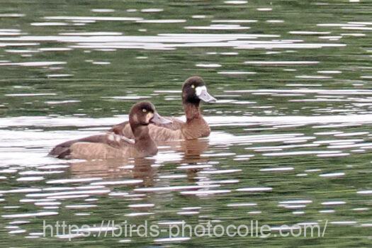 スズガモ　2024.11.05