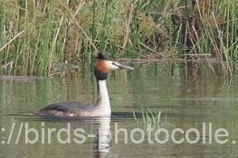 カンムリカイツブリ 2023.06.03