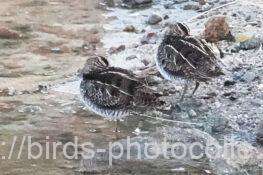 タシギ　2026.02.12