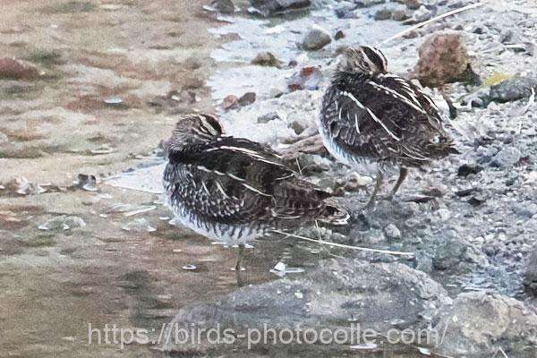 タシギ　2026.02.12