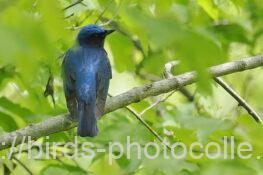 オオルリ 2023.04.18